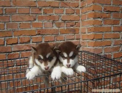阿拉斯加犬