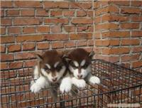 阿拉斯加犬