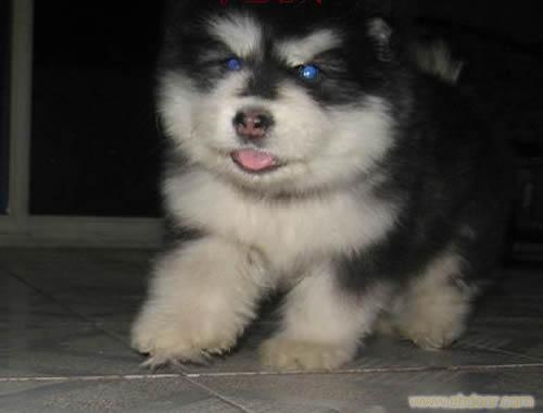 阿拉斯加犬/阿拉斯加犬