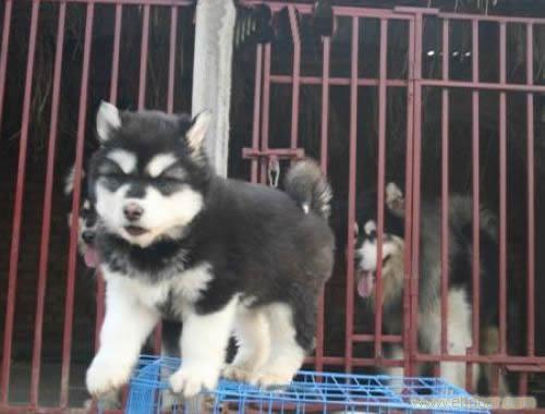 阿拉斯加雪橇犬
