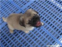巴哥犬