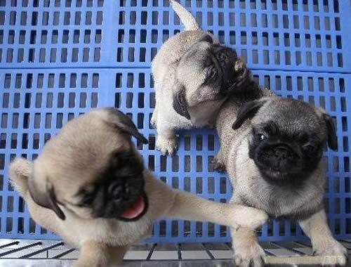 巴哥犬价格