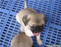 上海巴哥犬价格