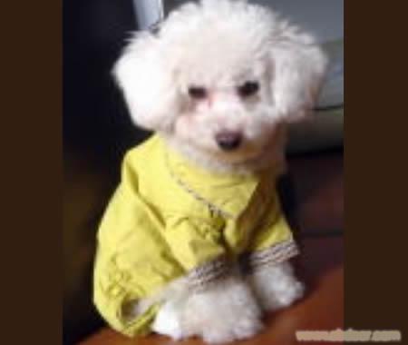 比熊犬
