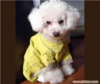 比熊犬