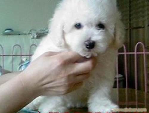 比熊犬宠物