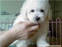 比熊犬宠物