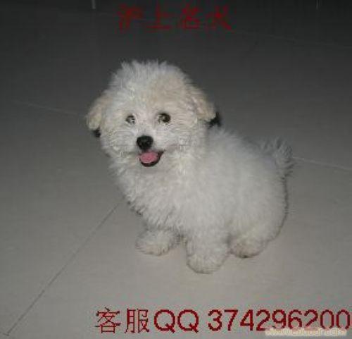 比熊犬价格