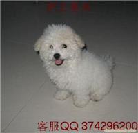比熊犬价格