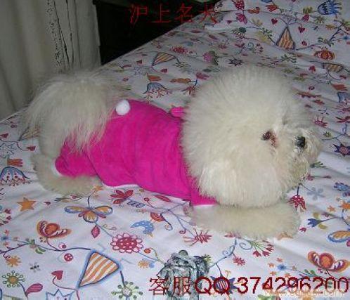 比熊犬/比熊犬领养