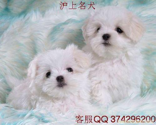 比熊犬专业网--比熊,比熊价格