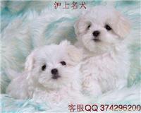 比熊犬专业网--比熊,比熊价格