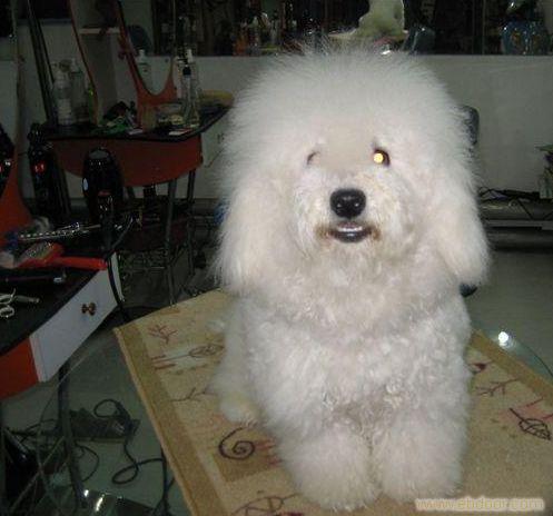 比熊犬专业网