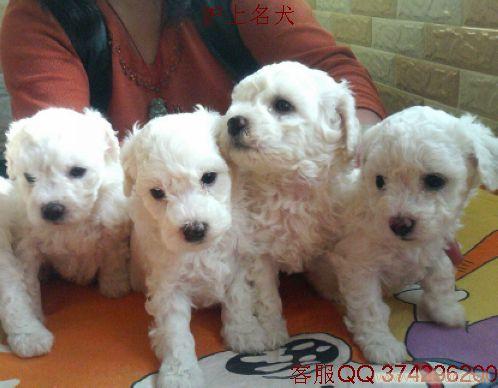 比熊；