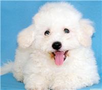 周氏名犬-比熊