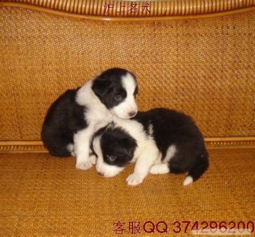 边境牧羊犬