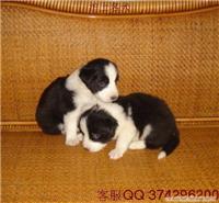 边境牧羊犬