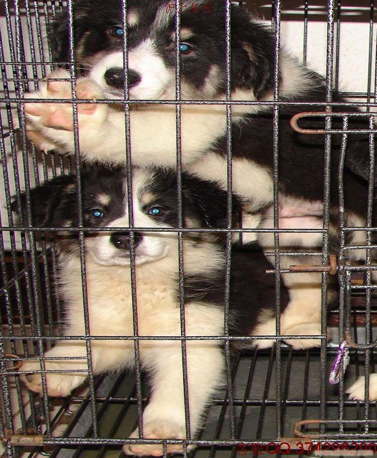 边境牧羊犬；