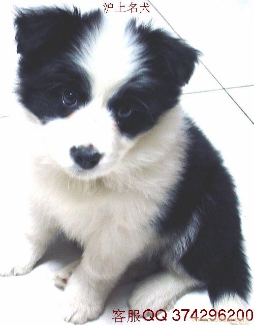 边境牧羊犬价格