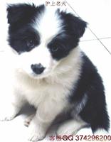 边境牧羊犬价格
