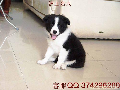边境牧羊犬价格；