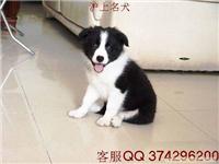 边境牧羊犬价格；