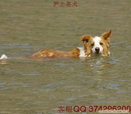边境牧羊犬介绍