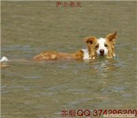 边境牧羊犬介绍
