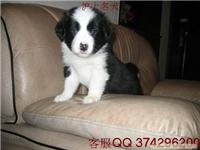 边境牧羊犬咨询电话