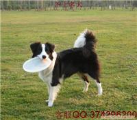 边境牧羊犬好养吗
