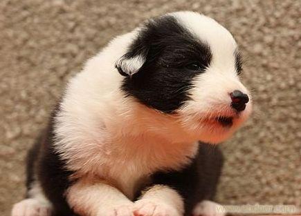 上海找边境牧羊犬