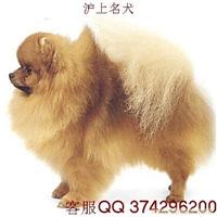 博美犬