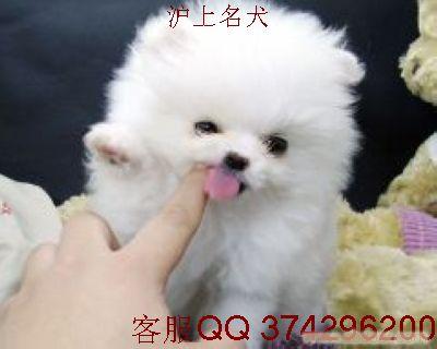 博美犬价格