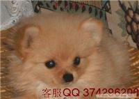 博美犬价格|纯种博美犬多少钱
