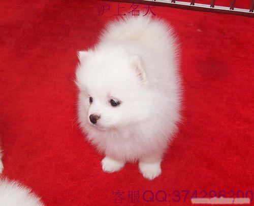 博美,博美犬