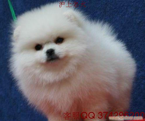 博美价格