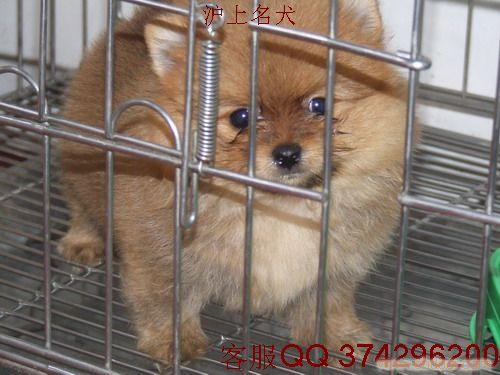 上海宠物狗公司；