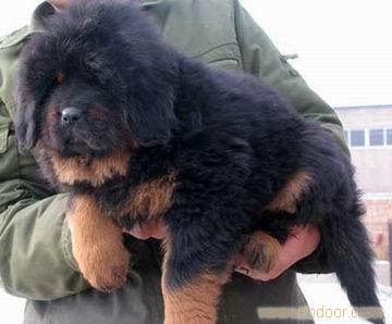 藏獒价格