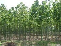 上海青桐苗木种植基地