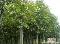 上海青桐种植基地