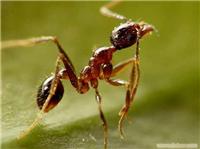 专业灭蚂蚁服务-上海专业灭蚂蚁服务公司