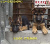 德国牧羊犬供应/德国牧羊犬出售