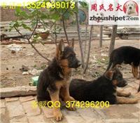 德国牧羊犬上海供应