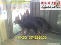 德国牧羊犬供应价格