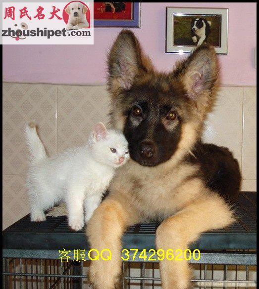 上海德国牧羊犬出售