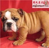 上海斗牛犬/上海斗牛犬出售