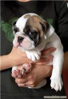 上海斗牛犬价格/上海斗牛犬出售