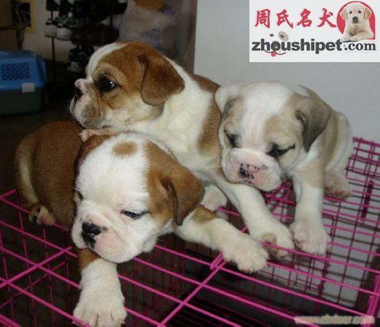 斗牛犬上海哪里有售