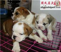 斗牛犬上海哪里有售
