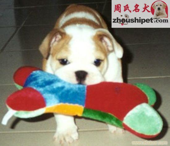 斗牛犬供应/上海斗牛犬出售